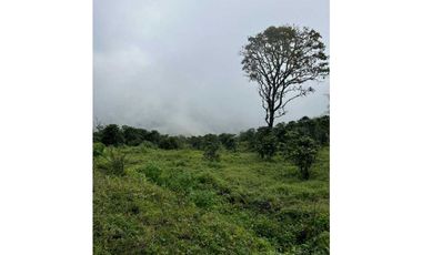 VENTA FINCA CAFETERA TMESIS SAN PABLO, SUROESTE ANTIOQUEÑO