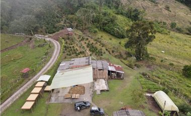 VENTA FINCA CAFETERA TMESIS SAN PABLO, SUROESTE ANTIOQUEÑO