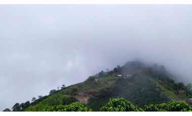 VENTA FINCA CAFETERA TMESIS SAN PABLO, SUROESTE ANTIOQUEÑO