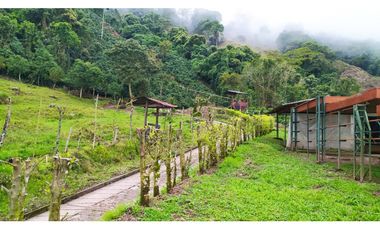 VENTA FINCA CAFETERA TMESIS SAN PABLO, SUROESTE ANTIOQUEÑO