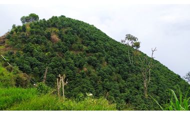 VENTA FINCA CAFETERA TMESIS SAN PABLO, SUROESTE ANTIOQUEÑO