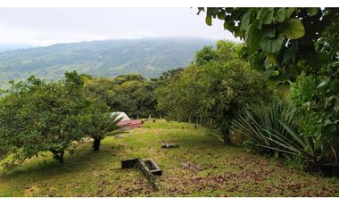 VENTA FINCA CAFETERA TMESIS SAN PABLO, SUROESTE ANTIOQUEÑO