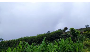 VENTA FINCA CAFETERA TMESIS SAN PABLO, SUROESTE ANTIOQUEÑO