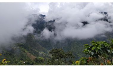 VENTA FINCA CAFETERA TMESIS SAN PABLO, SUROESTE ANTIOQUEÑO