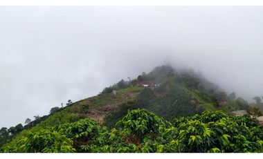VENTA FINCA CAFETERA TMESIS SAN PABLO, SUROESTE ANTIOQUEÑO