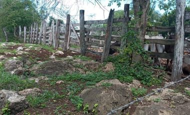 Rancho en Venta, 218 Has en Sucila, Yucatán