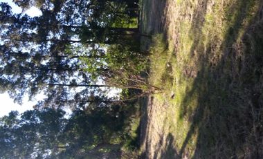 Excelente fracción de 30.000 m2 en Ingeniero Allan, Florencio Varela, dos viviendas, arbolado