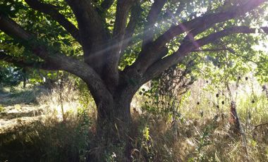 Excelente fracción de 30.000 m2 en Ingeniero Allan, Florencio Varela, dos viviendas, arbolado