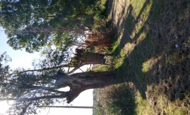 Excelente fracción de 30.000 m2 en Ingeniero Allan, Florencio Varela, dos viviendas, arbolado
