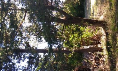 Excelente fracción de 30.000 m2 en Ingeniero Allan, Florencio Varela, dos viviendas, arbolado