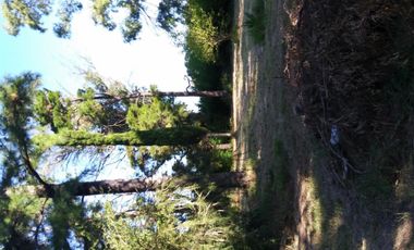 Excelente fracción de 30.000 m2 en Ingeniero Allan, Florencio Varela, dos viviendas, arbolado