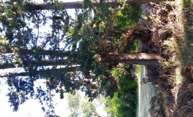 Excelente fracción de 30.000 m2 en Ingeniero Allan, Florencio Varela, dos viviendas, arbolado