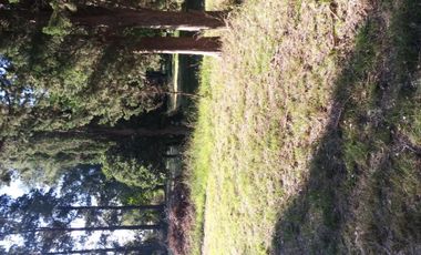 Excelente fracción de 30.000 m2 en Ingeniero Allan, Florencio Varela, dos viviendas, arbolado