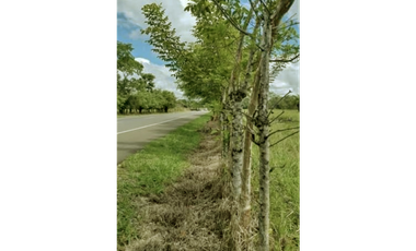 Venta de Espectacular Terreno de 11 Hectáreas en Vía David a Boquete