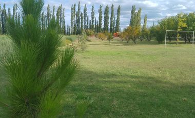 Venta Chacra 26 ha - General Alvear- Mendoza