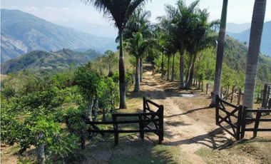 VENTA DE FINCA DAMASCO,  SUROESTE ANTIOQUEÑO ANT