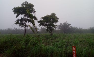 Terreno Agricola Forestal En Ucayali