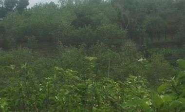 Dijual Villa Dan Kebun Apel Didaerah Bumiaji Selecta Batu