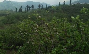 Dijual Villa Dan Kebun Apel Didaerah Bumiaji Selecta Batu