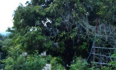 RANCHO EN VENTA en el Chilar, Tolimán.