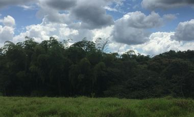 finca en venta en municipio de piendamo cauca. Cod V223
