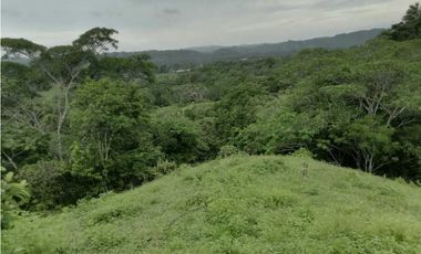 FINCA EN CHEPO CAÑITAS 50 HÉCTAREAS