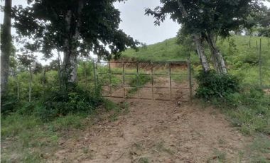 FINCA EN CHEPO CAÑITAS 50 HÉCTAREAS