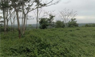 FINCA EN CHEPO CAÑITAS 50 HÉCTAREAS