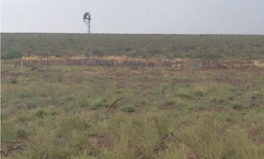 VENTA CAMPO DE CRIA DE 2677 HECTAREAS EN PUELCHES LA PAMPA