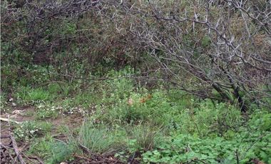 VENTA CAMPO DE CRIA DE 2677 HECTAREAS EN PUELCHES LA PAMPA