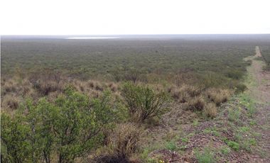VENTA CAMPO DE CRIA DE 2677 HECTAREAS EN PUELCHES LA PAMPA