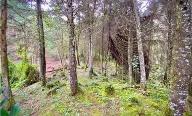 Venta Lote Parcelacion Retiro INMERSO EN BOSQUE Y QUEBRADA