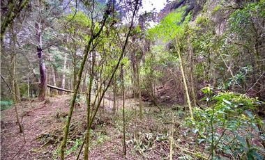 Venta Lote Parcelacion Retiro INMERSO EN BOSQUE Y QUEBRADA