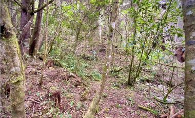 Venta Lote Parcelacion Retiro INMERSO EN BOSQUE Y QUEBRADA