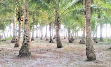 For Sale Large Beach Lot in Daku Island Siargao Philippines