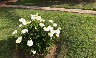 Propiedad de 10800m²- Casa princ. 5 amb.-Casa Huesp.3 amb.Casa Caseros 3 amb