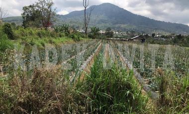 Tanah kebun bedugul dekat bali handara golf hawa sejuk