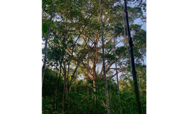 TERRENO CON SALIDA AL RIO CUMBAZA Y CARRETERA