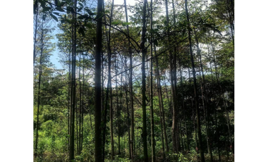 TERRENO CON SALIDA AL RIO CUMBAZA Y CARRETERA