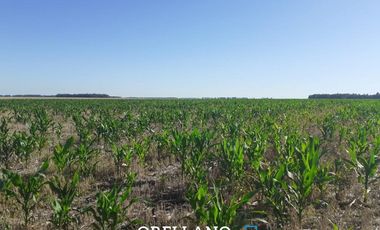 VENTA DE 338 HECTAREAS DE CAMPO MIXTO EN SAN CAYETANO