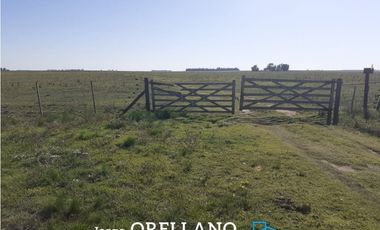 VENTA DE 338 HECTAREAS DE CAMPO MIXTO EN SAN CAYETANO