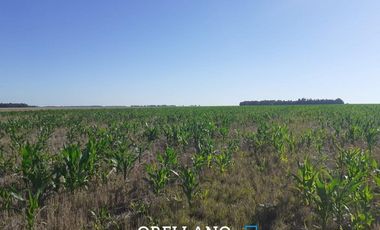 VENTA DE 338 HECTAREAS DE CAMPO MIXTO EN SAN CAYETANO