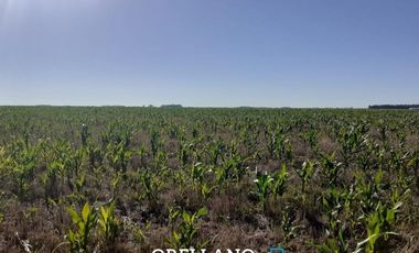 VENTA DE 338 HECTAREAS DE CAMPO MIXTO EN SAN CAYETANO