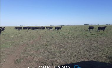 VENTA DE 338 HECTAREAS DE CAMPO MIXTO EN SAN CAYETANO