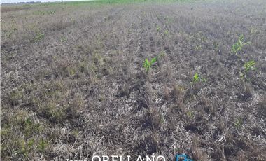 VENTA DE 338 HECTAREAS DE CAMPO MIXTO EN SAN CAYETANO