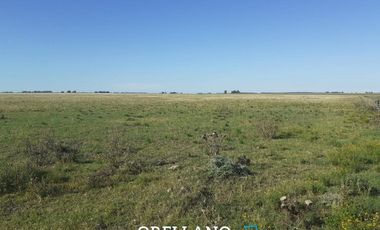 VENTA DE 338 HECTAREAS DE CAMPO MIXTO EN SAN CAYETANO