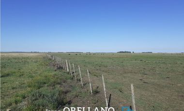 VENTA DE 338 HECTAREAS DE CAMPO MIXTO EN SAN CAYETANO