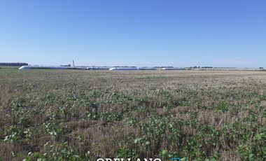 VENTA DE 338 HECTAREAS DE CAMPO MIXTO EN SAN CAYETANO