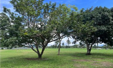 Venta de finca en producción, Coclé