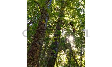 VENTA PARCELA CURARREHUE 5 HECTÁREAS